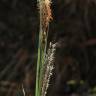Fotografia 10 da espécie Carex flacca do Jardim Botânico UTAD