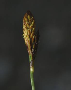 Fotografia 2 da espécie Carex halleriana no Jardim Botânico UTAD