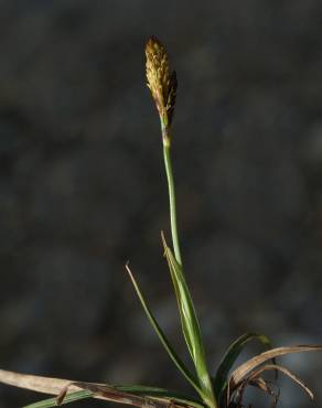 Fotografia 3 da espécie Carex halleriana no Jardim Botânico UTAD