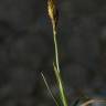 Fotografia 3 da espécie Carex halleriana do Jardim Botânico UTAD