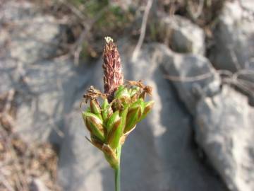 Fotografia da espécie Carex halleriana