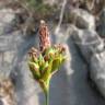 Fotografia 5 da espécie Carex halleriana do Jardim Botânico UTAD
