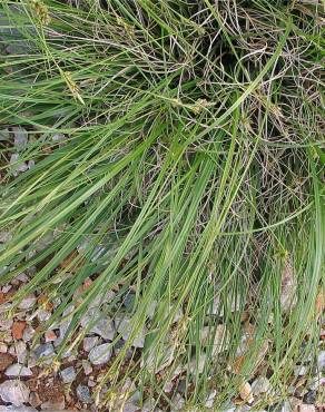 Fotografia 6 da espécie Carex halleriana no Jardim Botânico UTAD
