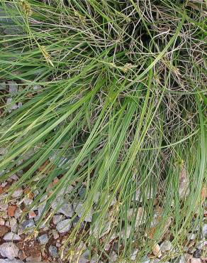 Fotografia 6 da espécie Carex halleriana no Jardim Botânico UTAD