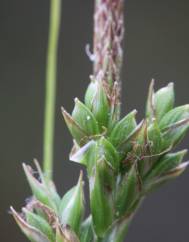 Carex halleriana