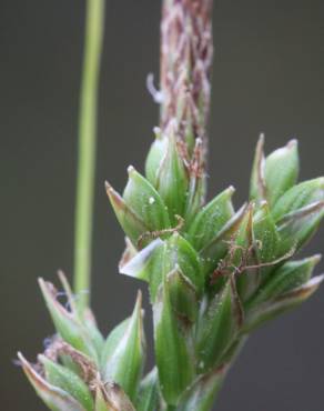 Fotografia 1 da espécie Carex halleriana no Jardim Botânico UTAD