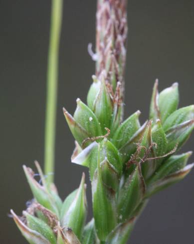 Fotografia de capa Carex halleriana - do Jardim Botânico