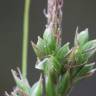 Fotografia 1 da espécie Carex halleriana do Jardim Botânico UTAD