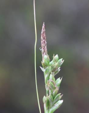 Fotografia 7 da espécie Carex halleriana no Jardim Botânico UTAD
