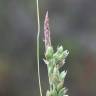 Fotografia 7 da espécie Carex halleriana do Jardim Botânico UTAD
