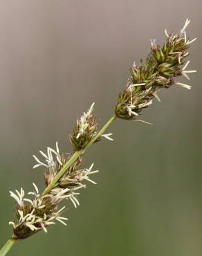 Fotografia 12 da espécie Carex otrubae no Jardim Botânico UTAD