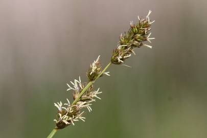Fotografia da espécie Carex otrubae