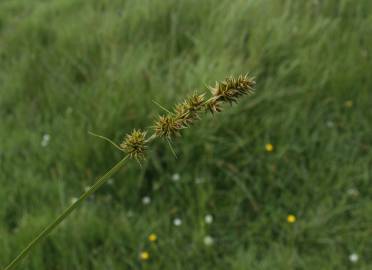 Fotografia da espécie Carex otrubae