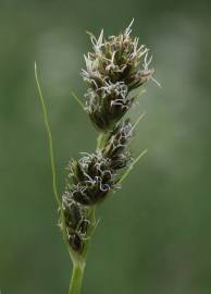 Fotografia da espécie Carex otrubae