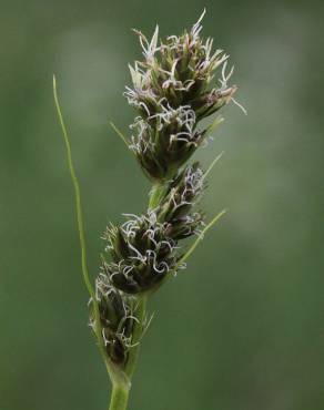 Fotografia 14 da espécie Carex otrubae no Jardim Botânico UTAD