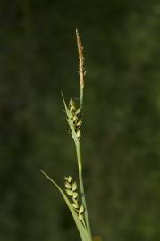 Fotografia da espécie Carex panicea