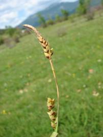 Fotografia da espécie Carex panicea