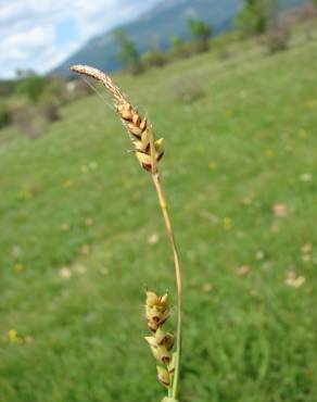 Fotografia 7 da espécie Carex panicea no Jardim Botânico UTAD