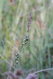 Fotografia da espécie Carex panicea