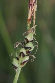 Fotografia da espécie Carex panicea