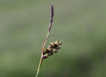 Fotografia da espécie Carex panicea