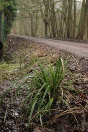 Fotografia da espécie Carex pendula