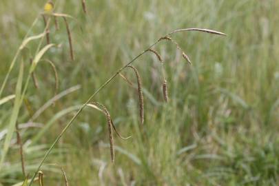 Fotografia da espécie Carex pendula