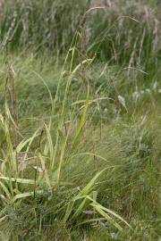 Fotografia da espécie Carex pendula