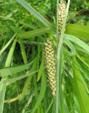 Fotografia 3 da espécie Carex riparia no Jardim Botânico UTAD