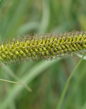 Fotografia 6 da espécie Carex riparia no Jardim Botânico UTAD