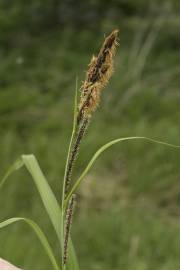 Fotografia da espécie Carex riparia
