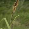 Fotografia 7 da espécie Carex riparia do Jardim Botânico UTAD