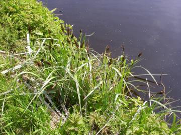 Fotografia da espécie Carex riparia