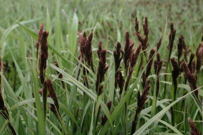 Fotografia da espécie Carex riparia