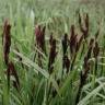 Fotografia 11 da espécie Carex riparia do Jardim Botânico UTAD