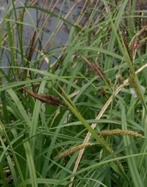 Fotografia 12 da espécie Carex riparia no Jardim Botânico UTAD