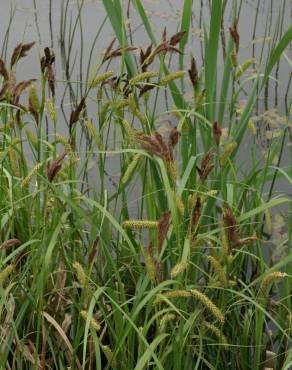 Fotografia 13 da espécie Carex riparia no Jardim Botânico UTAD