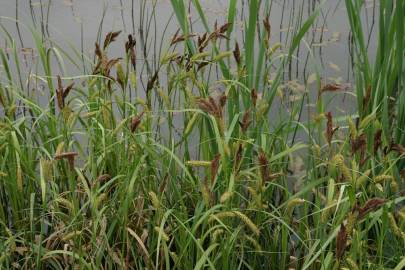 Fotografia da espécie Carex riparia