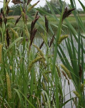 Fotografia 14 da espécie Carex riparia no Jardim Botânico UTAD