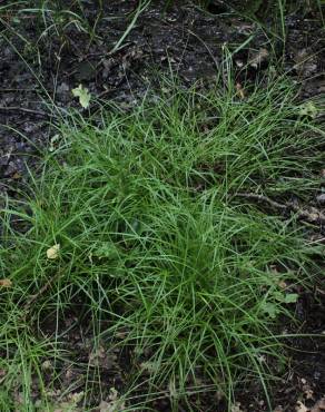 Fotografia 3 da espécie Carex ovalis no Jardim Botânico UTAD