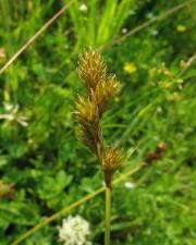 Fotografia da espécie Carex ovalis