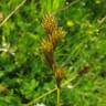 Fotografia 1 da espécie Carex ovalis do Jardim Botânico UTAD