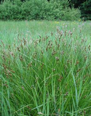 Fotografia 6 da espécie Carex ovalis no Jardim Botânico UTAD