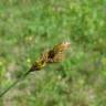 Fotografia 7 da espécie Carex ovalis do Jardim Botânico UTAD