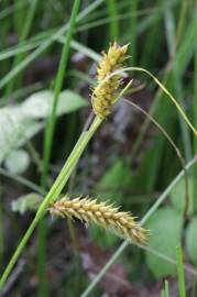 Fotografia da espécie Carex vesicaria