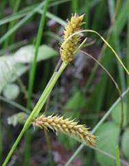 Carex vesicaria