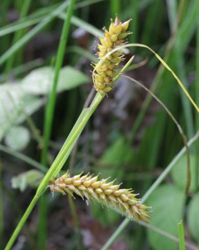 Fotografia de capa Carex vesicaria - do Jardim Botânico