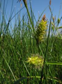 Fotografia da espécie Carex vesicaria