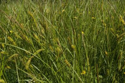 Fotografia da espécie Carex vesicaria