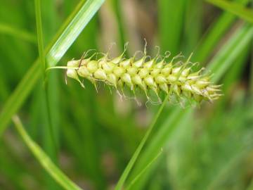 Fotografia da espécie Carex vesicaria